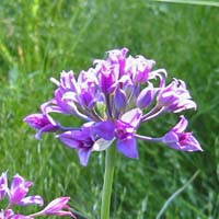 Tapertip onion flower
