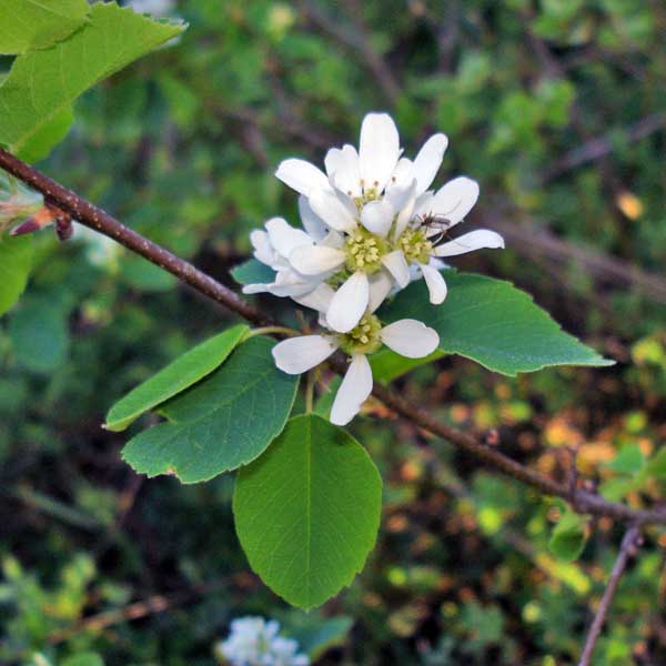 serviceberry flower