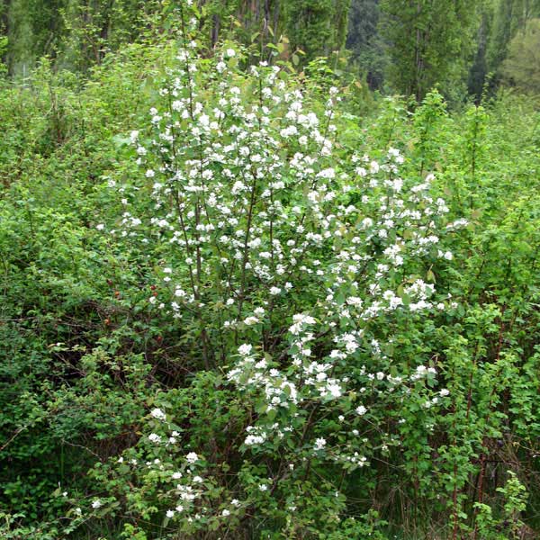 serviceberry in bloom