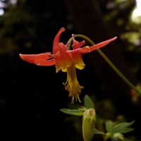 Western columbine flower
