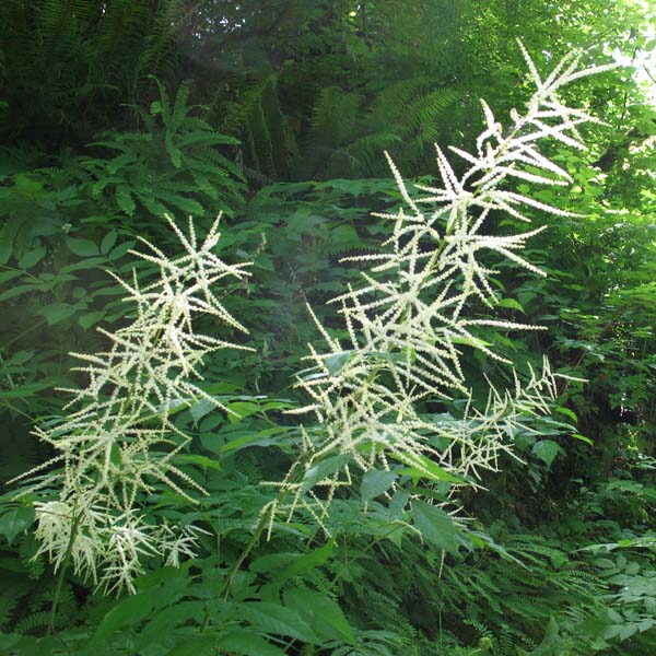 Goat's beard in the wild