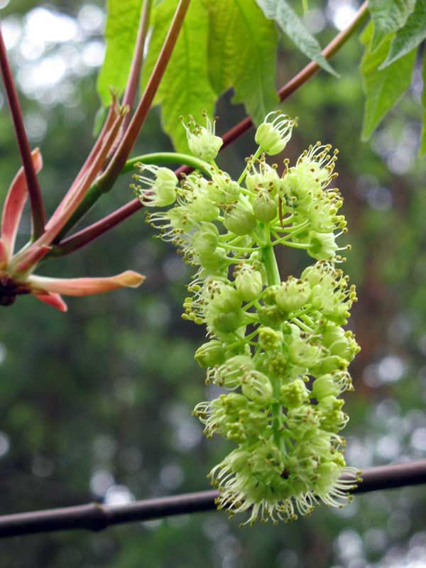 bigleaf maple flower cluster