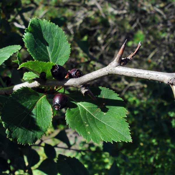 black hawthorn thorn