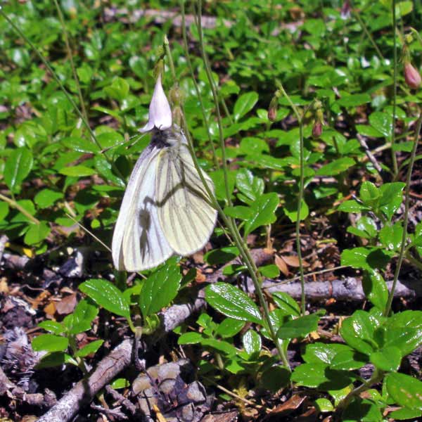 butterfly with a twinflower hat