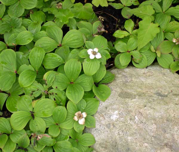 bunchberry bloom