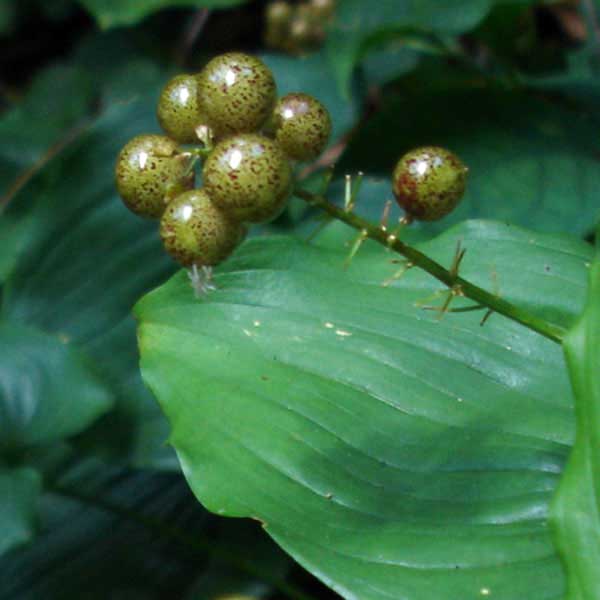 false lilly-of-the-valley fruit