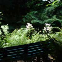 goat's beard catching the sun