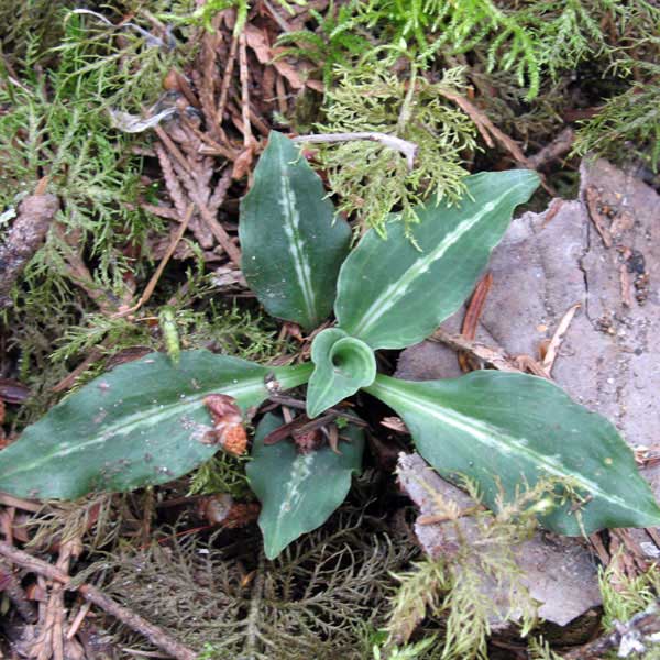 rattlesnake plantain