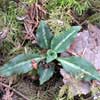 rattlesnake plantain