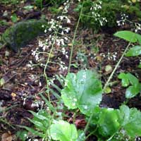 small-flowered alumroot