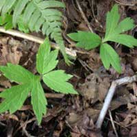 waterleaf foliage