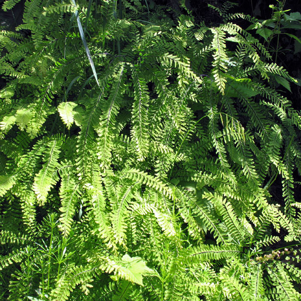 maidenhair fern near a natural seep