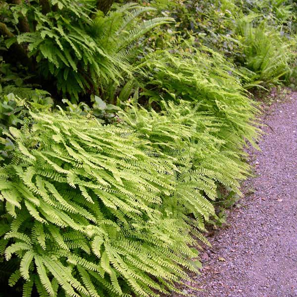 maidenhair ferns along a path