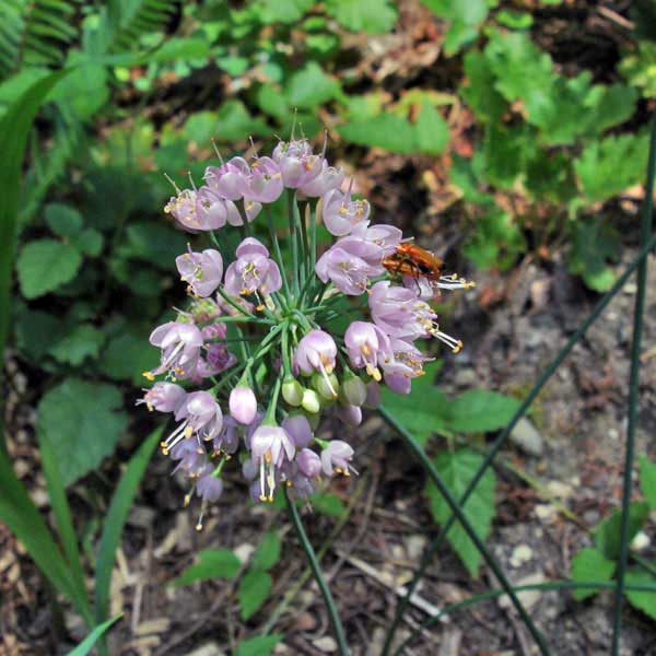 nodding onion flower