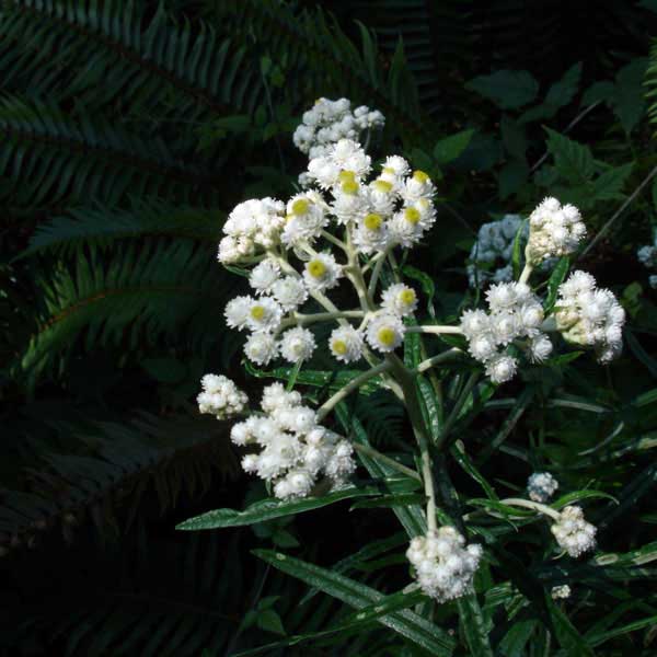 pearly everlasting in bloom