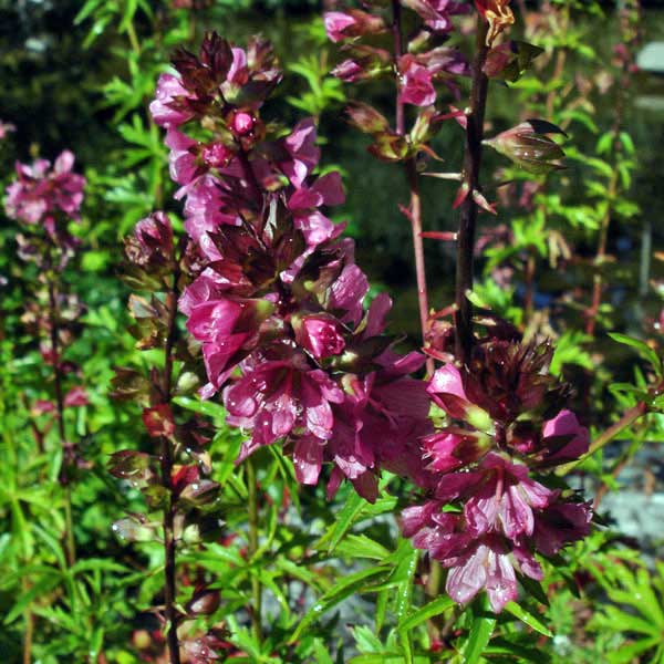 piggyback plant