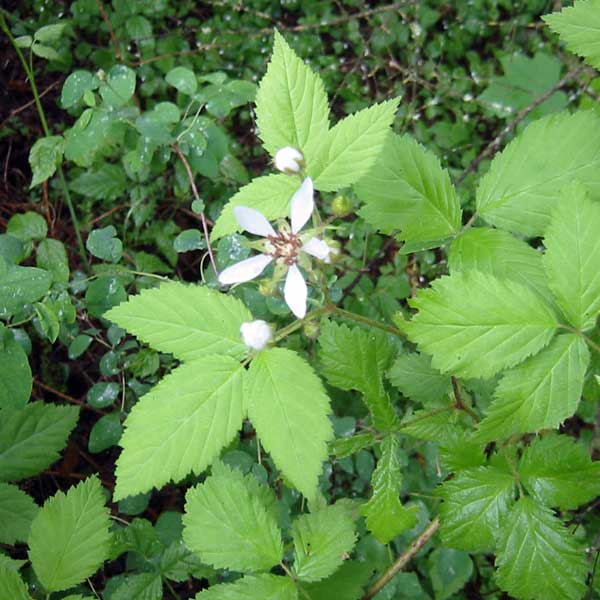 trailing blackberry bloom