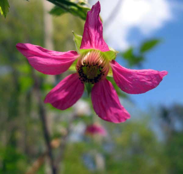 salmonberry flower
