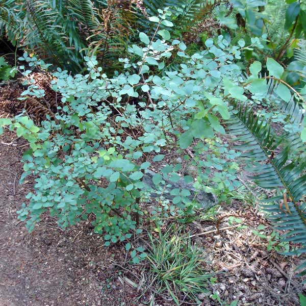 snowberry