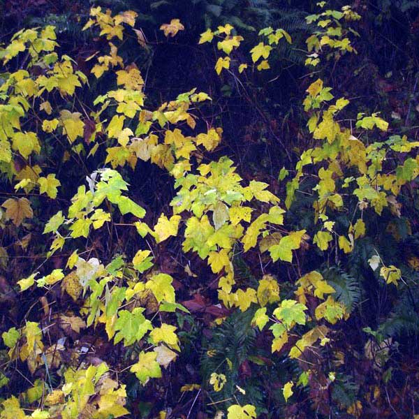thimbleberry in fall