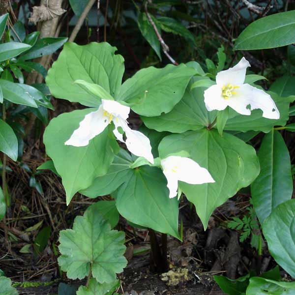 trillium bloom after slug grazing