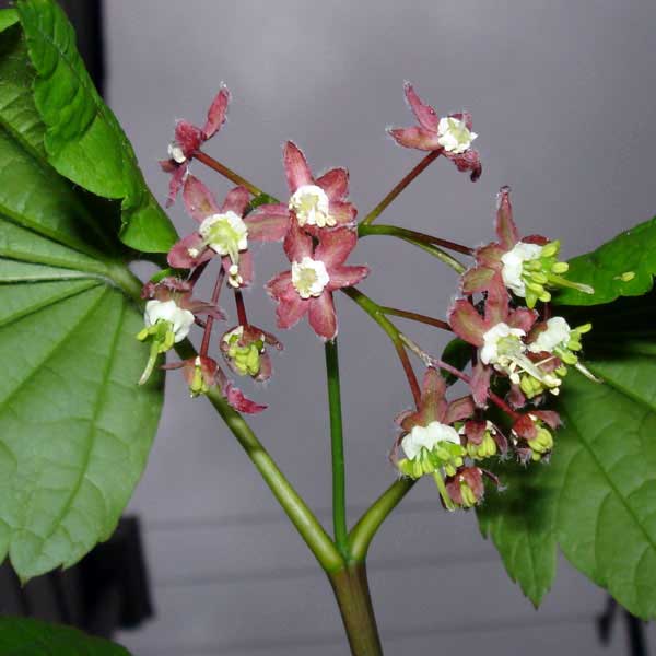 Vine maple in bloom