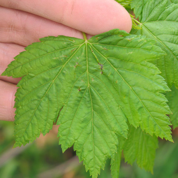 Douglas maple leaf