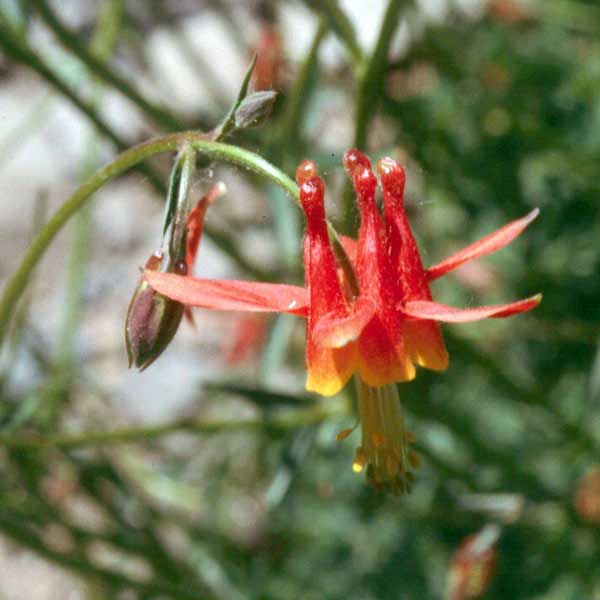 Western columbine bloom