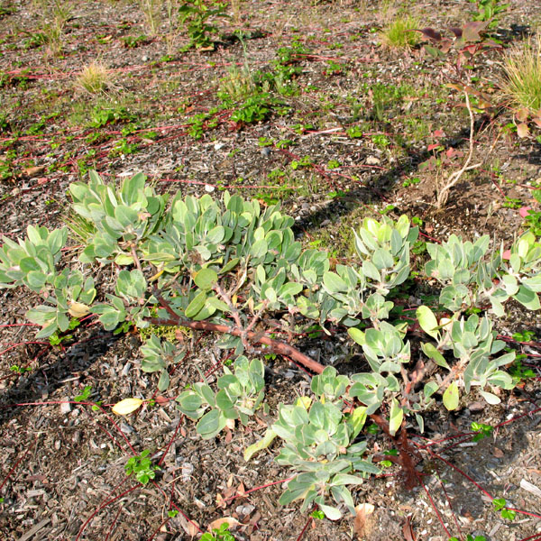 young manzanita