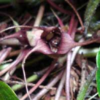 Wild ginger flower