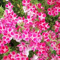 Swath of farewell-to-spring
