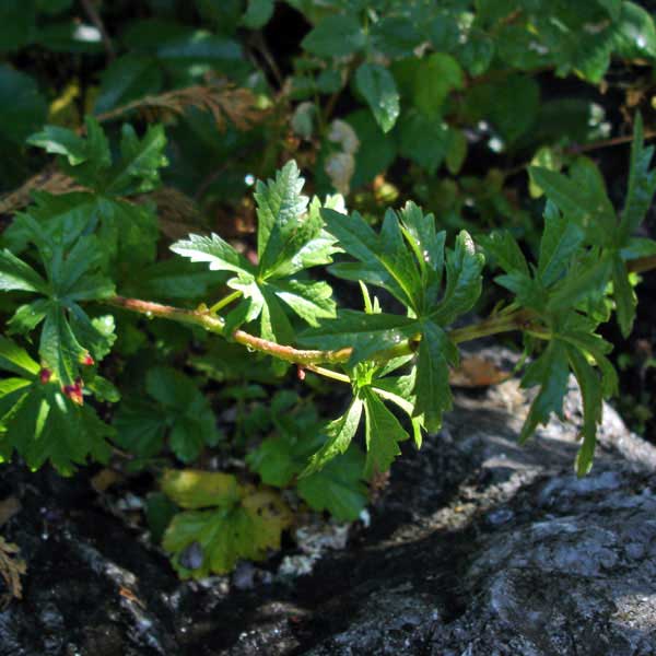 Henderson's checker mallow foliage