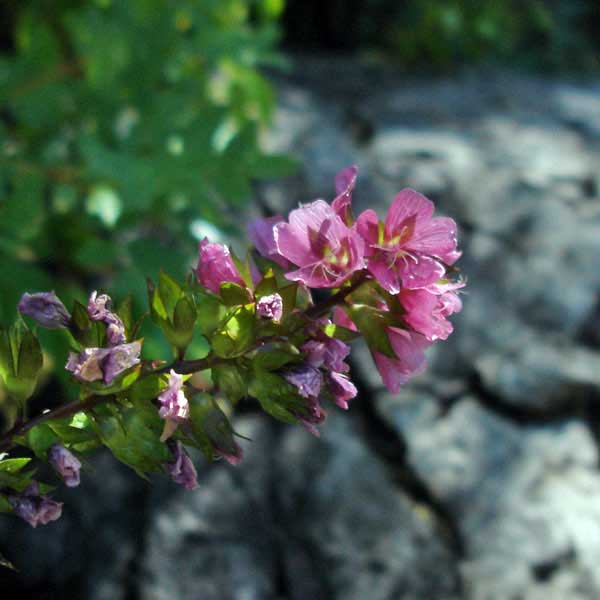 Henderson's checkmallow flowers