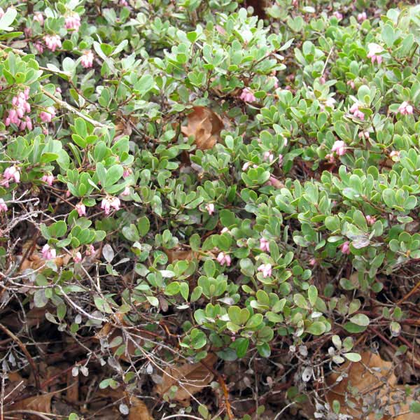 hybrid manzanita