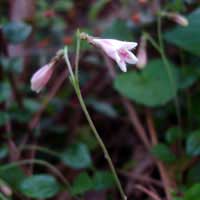 twinflower blooms