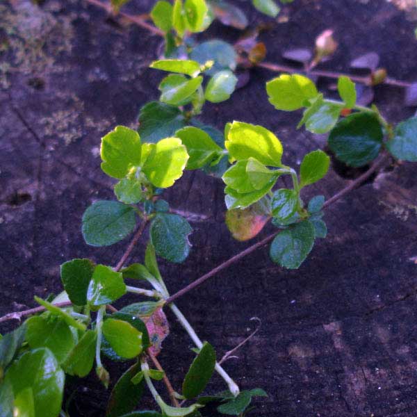 Twinflower rambling foliage