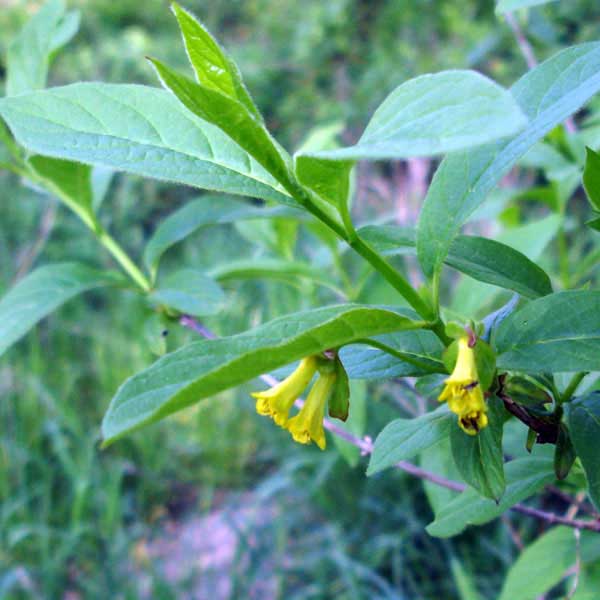 Twinberry flowers