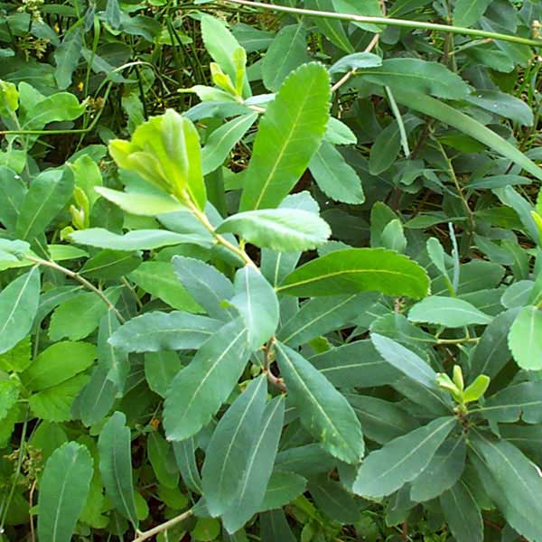 young sweet gale shrub