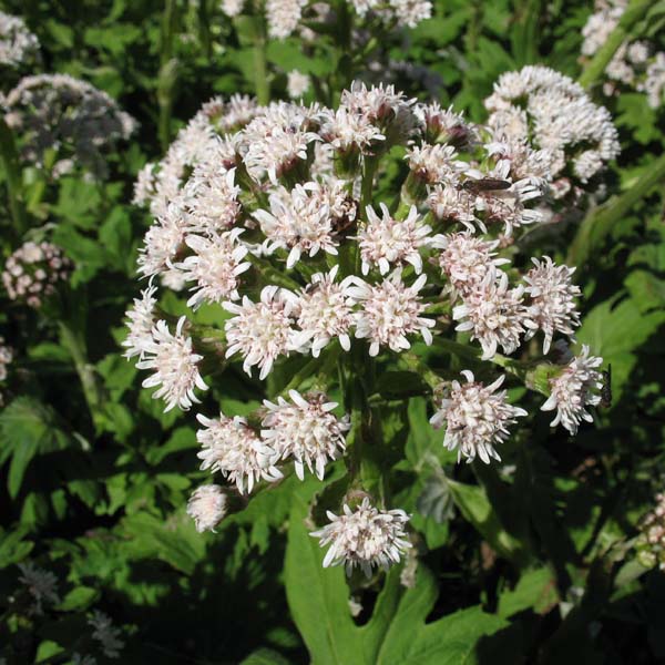 palmate coltsfoot flowers