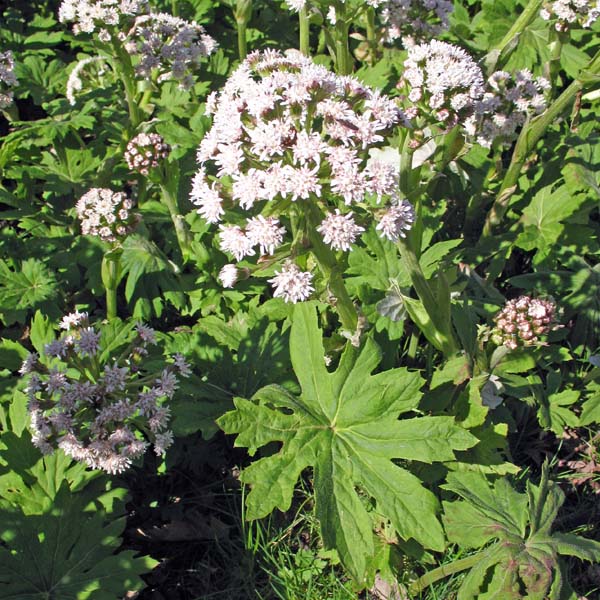 Palmate coltsfoot entire