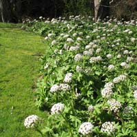 Palmate coltsfoot with lawn