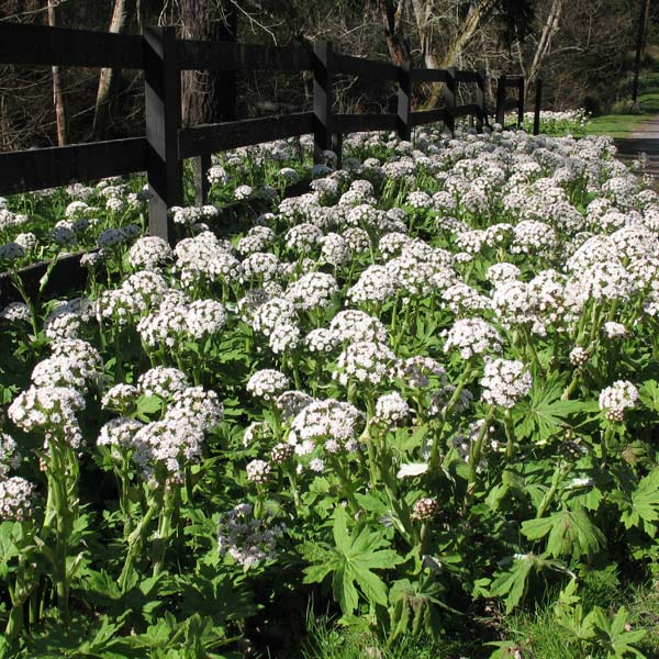 Palmate coltsfoot patch 