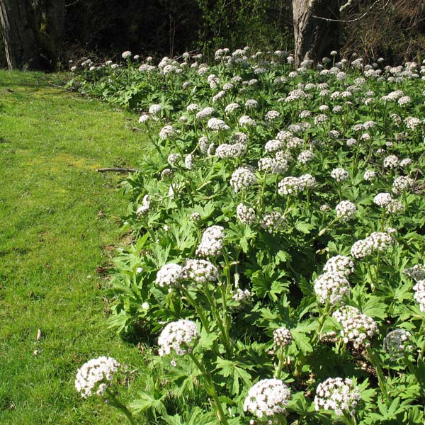 Palmate coltsfoot with lawn