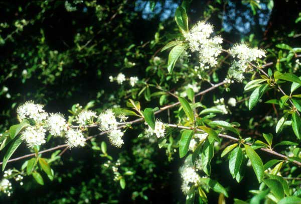 Bitter cherry blooming 
