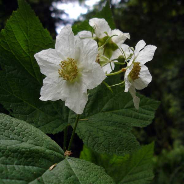 thimbleberry bloom