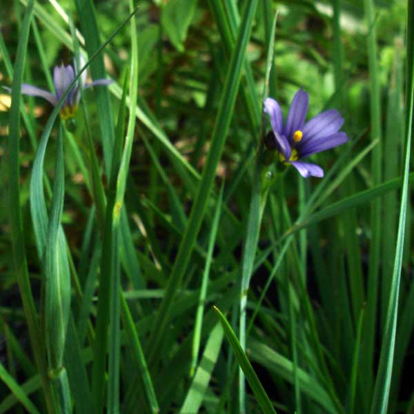 blue-eyed grass 