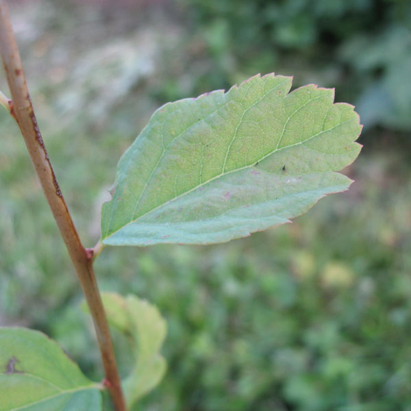 White spirea leaf