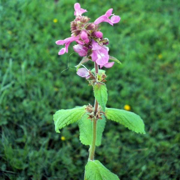 Cooley's hedge nettle