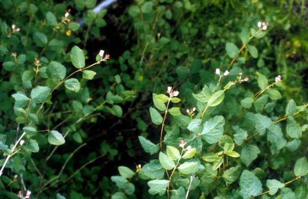 Snowberry new growth with flowers