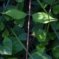 trailing snowberry leaves